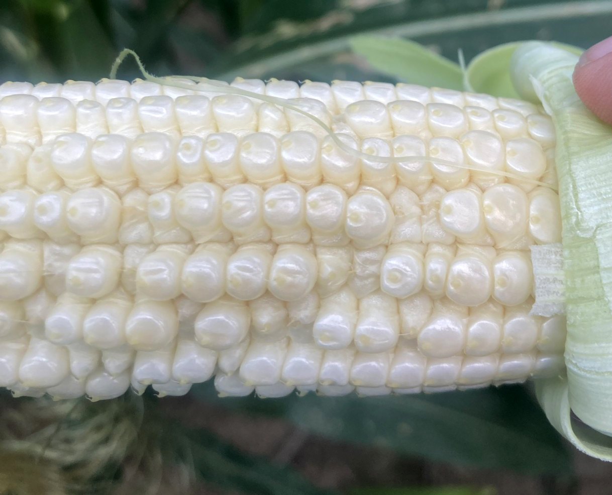 A corn cob with uneven and poor corn collination.